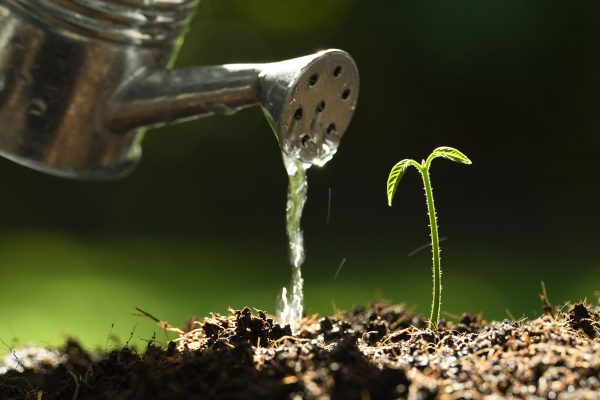 Sprout watered from a watering can on nature background