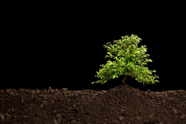 young-plant-new